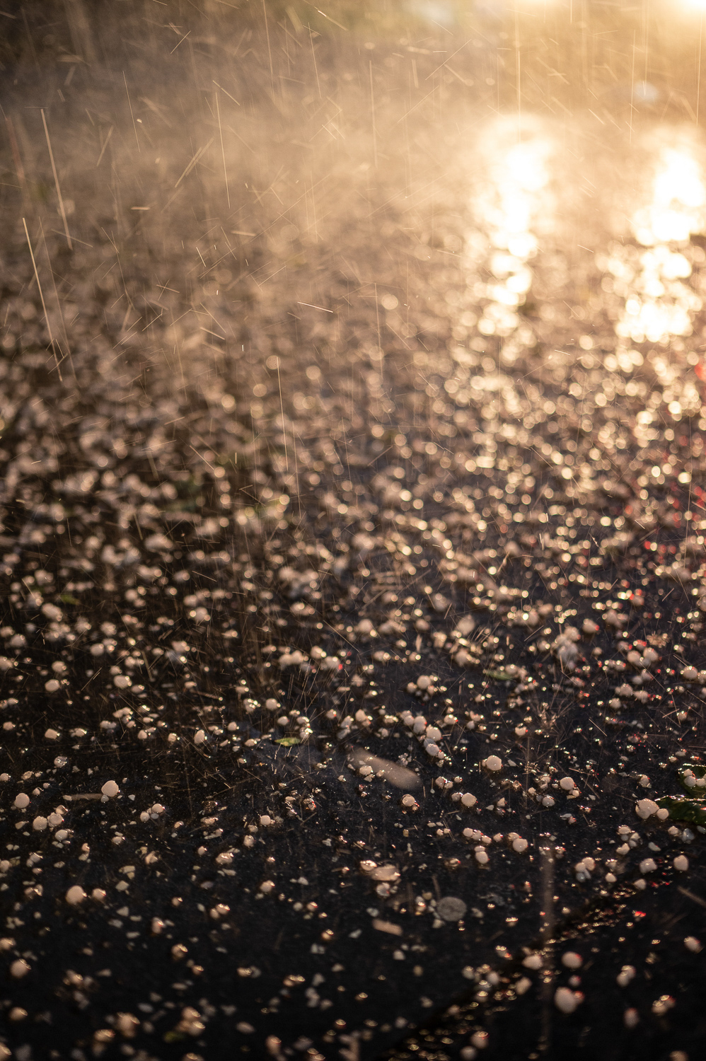 mareksafar-svatba126